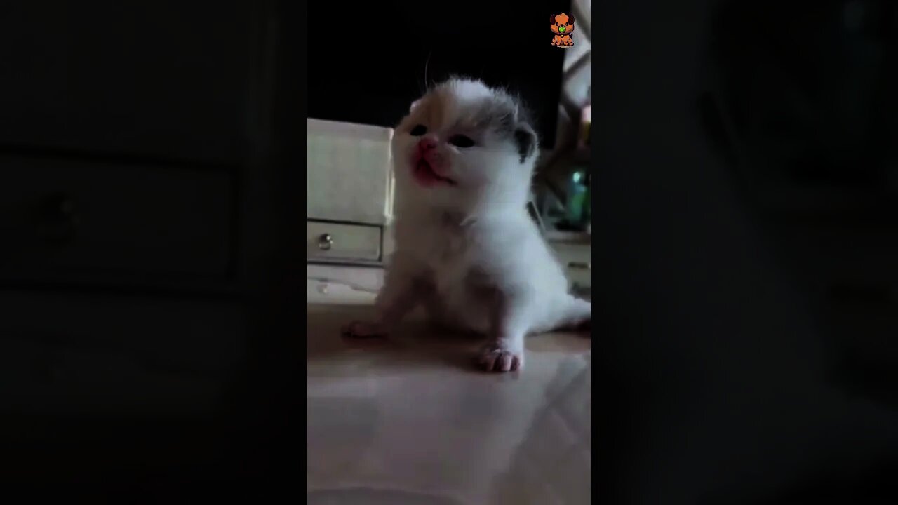 I can't handle the cuteness!Try Not To Laugh - Best Cats | Funny Cats Life | PetLover's Zone #Shorts