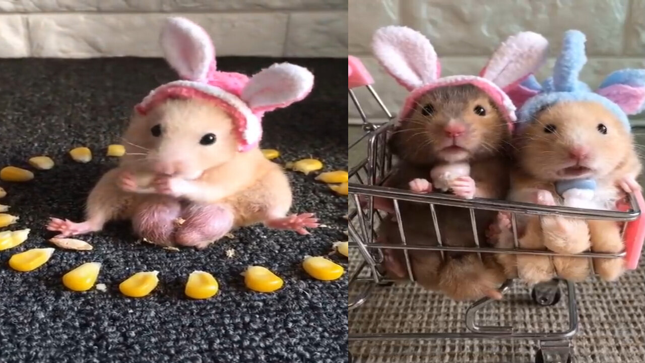 Funny and Cute Hamster Compilation Cutest Hamster In The World 2021