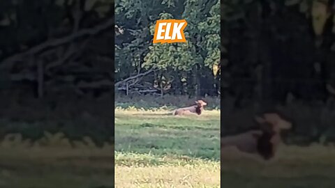 Elk watching by the Buffalo River. #shorts #nature #wildlife #elk #buffaloriver