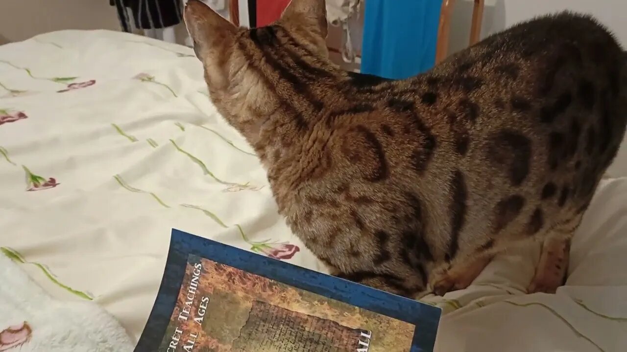Bedford wants the secrets! #magicalcat