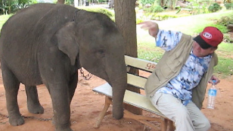 Baby Elephant In “Everything Is Mine” Phase