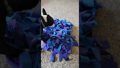 I made Daria a snuffle mat.