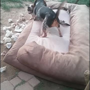 Dogs Wrestle In Torn Up Sofa Outside
