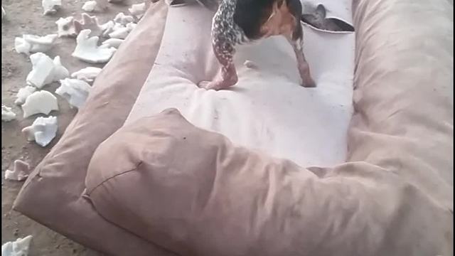 Dogs Wrestle In Torn Up Sofa Outside