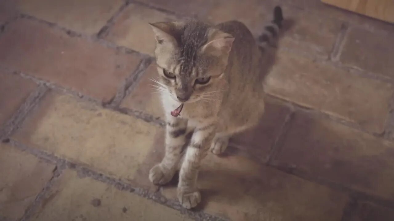 Paraiso De Los Gatos (Paradise of Cats) | Directed by Carolina Fusilier