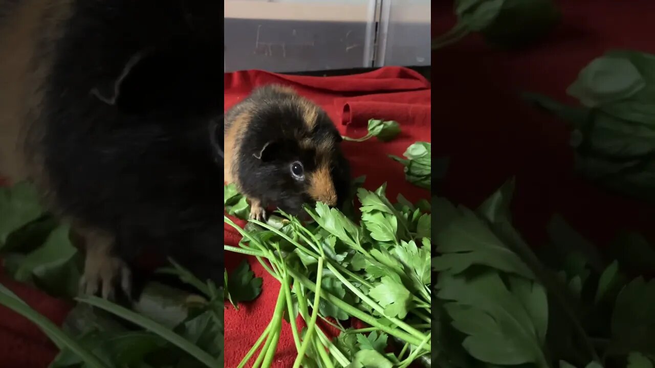 Guinea pig Svea loves fresh parsley