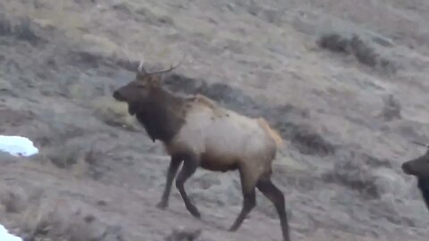 Would you shoot?! Bull Elk!