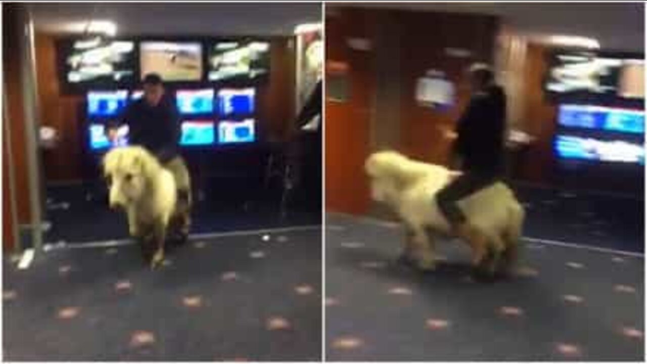 Man rides pony into betting shop!