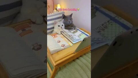 наши милые котики (4)