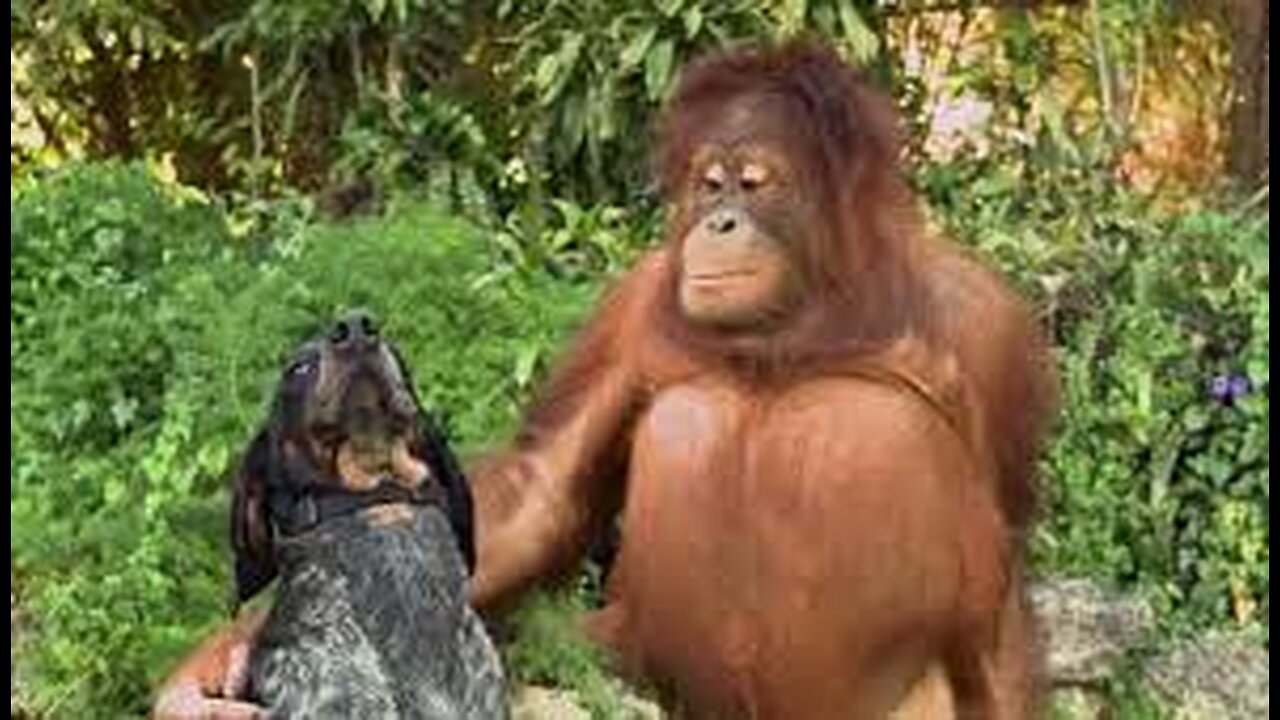 Funny dogs and cats video
