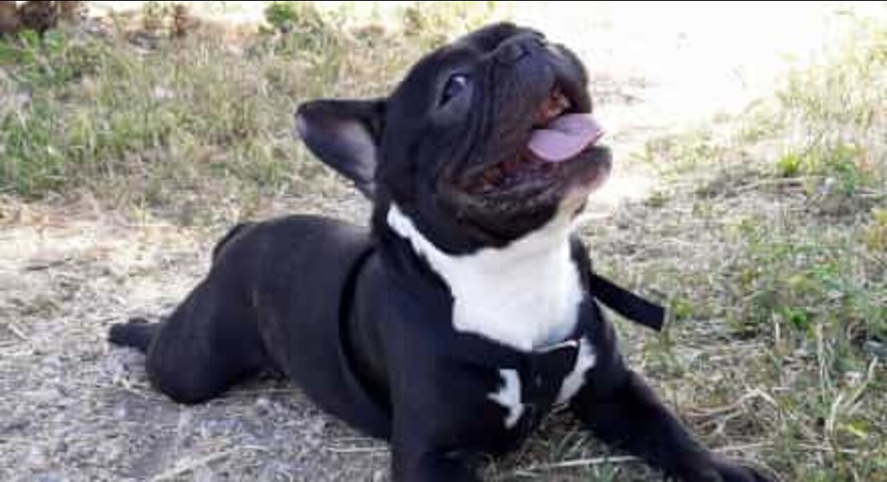 Cão recebe presente de Natal e não aguenta de tanta felicidade