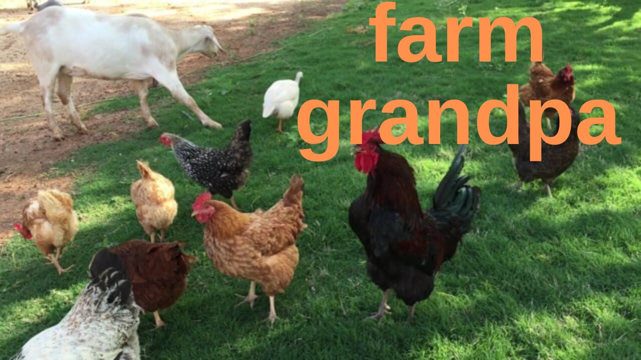 Watch before deleting (Have fun with chickens at my grandfather's farm)