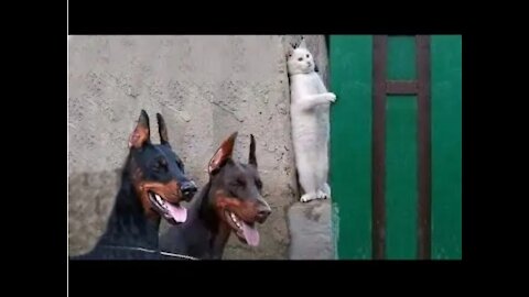 OMG So Cute♥️ Funny Cats and Dogs