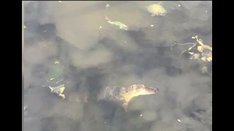 Gator in park pond causing concern