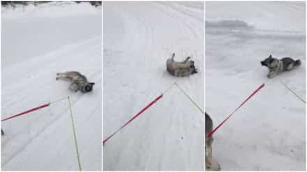 Ecco a voi il cane più pigro del mondo!