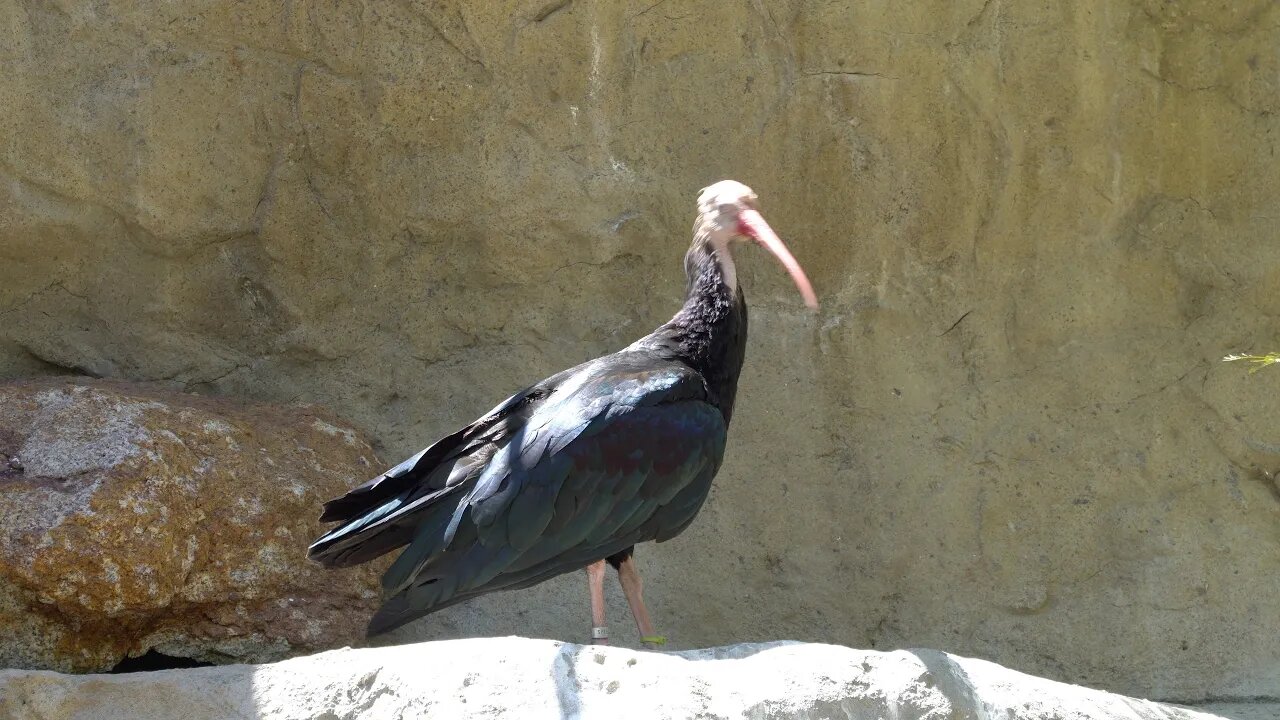 CatTV: Take Your Cat to San Diego Safari Park: Southern Bald Ibis