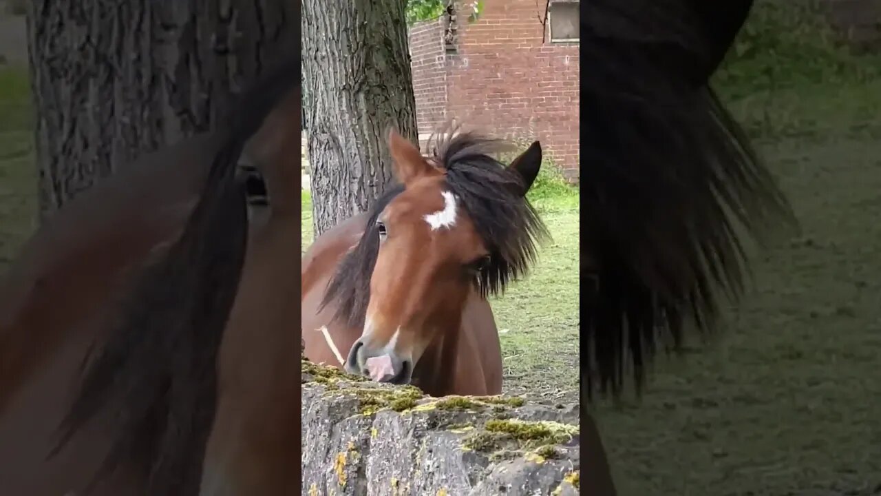 Clever Horse🐎 #nature #horse #yorkshire #pony 🐴