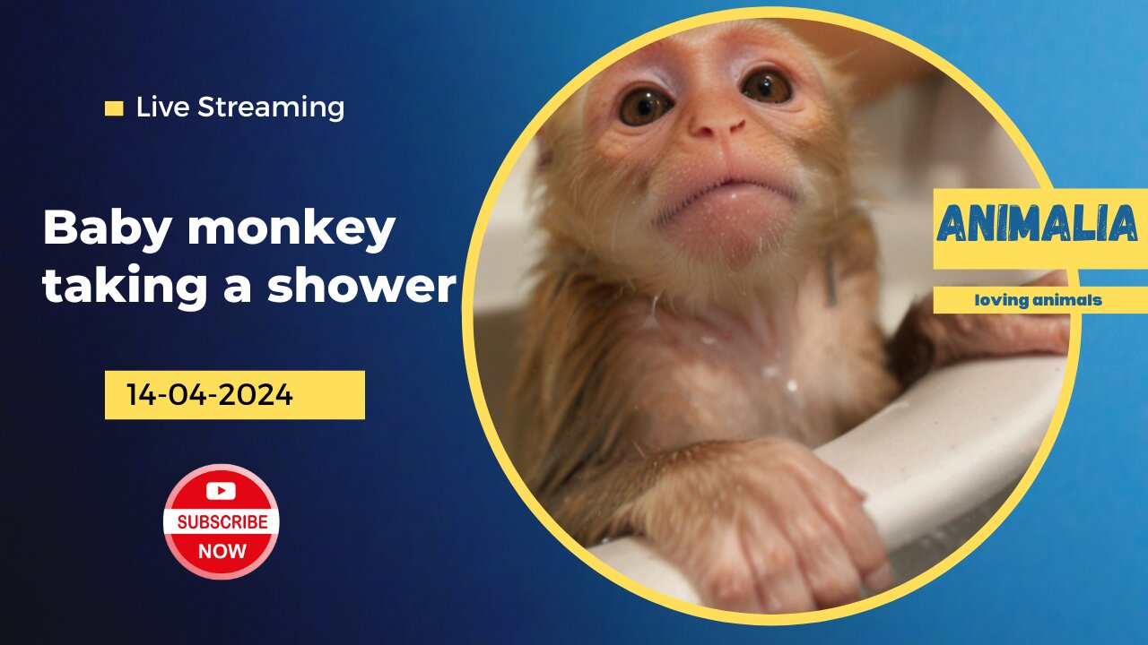 Baby monkey taking a shower - loving animals