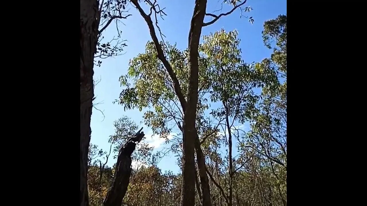 Can you see the Lace Monitor in the tree