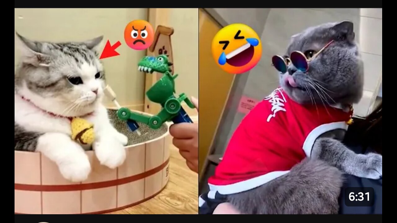 World Best Funniest🤣Cat vs animal vs Kid 🤼‍♂️ Entertainment Don't Try Laughing 🤣 2024 clips 🫡