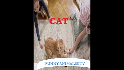 Funny Cat Enjoying || Funny Pets || Cute Pets || @funnyanimalsstv