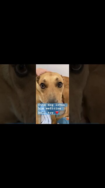 Retired farm dog loves cuddles with his favourite toy and mum ❤️
