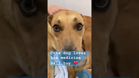 Retired farm dog loves cuddles with his favourite toy and mum ❤️