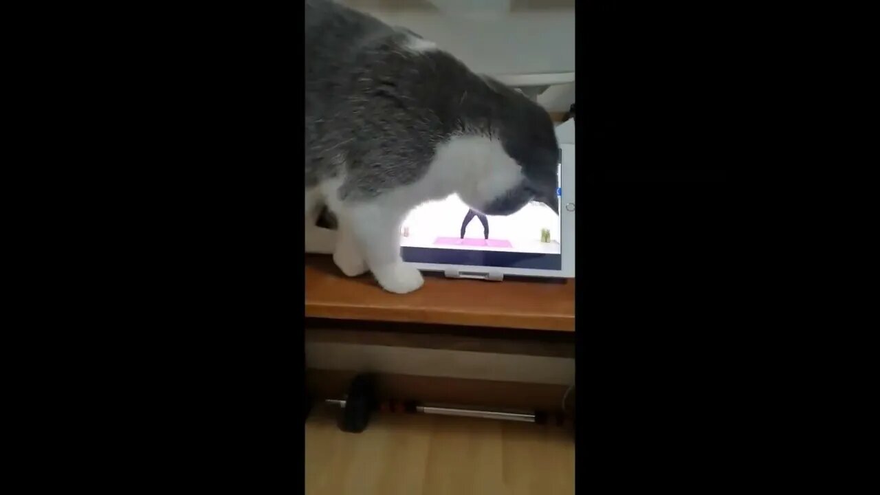 Baiyi Dollar$ Cat - Moment In Time #1