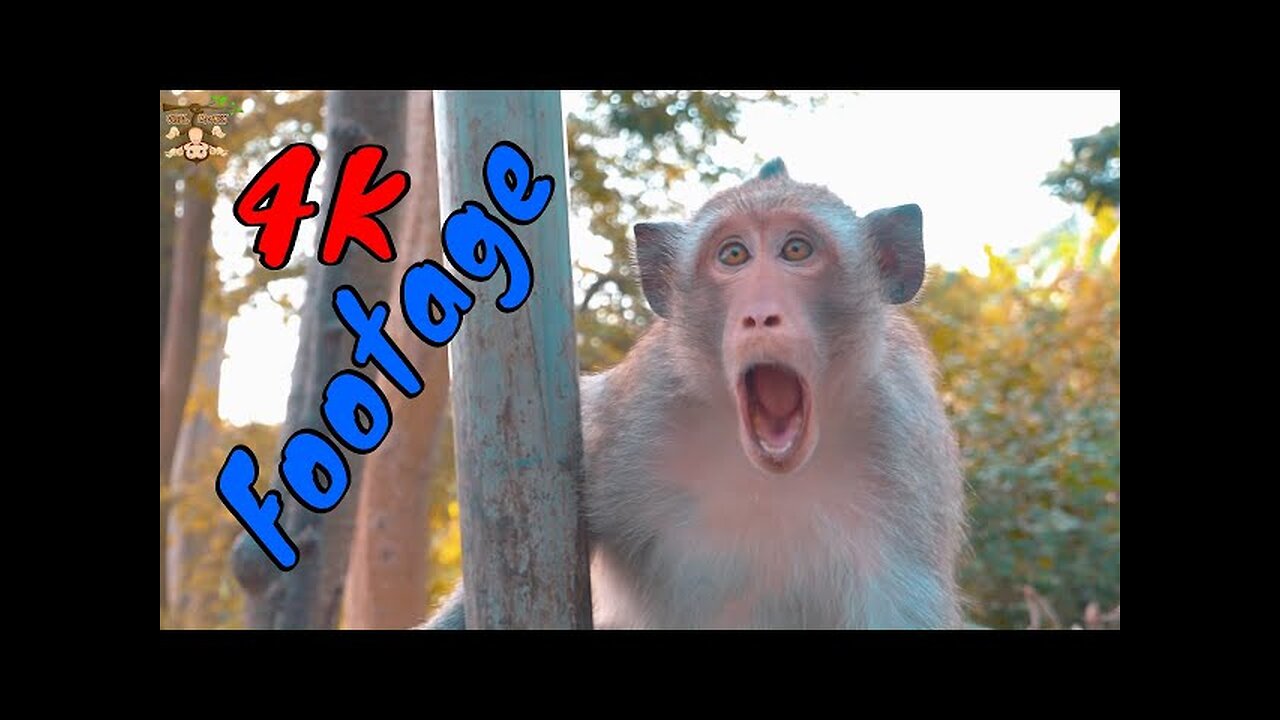 4k Funny Animal | Funny Monkey Captured Footage-Beautiful Scene | Viral Monkey