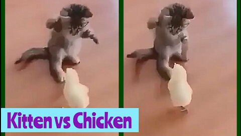 Kitten vs Chicken Playing Boxing!