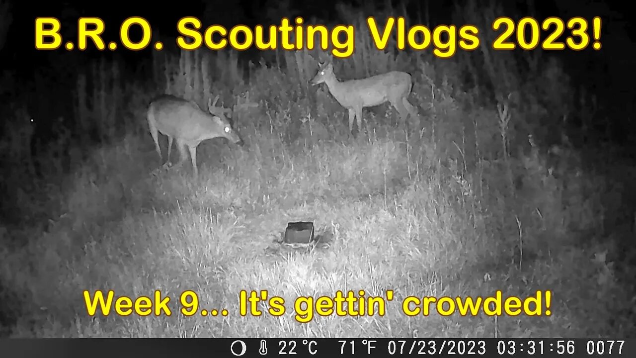 B.R.O. Scouting vlogs 2023! Week 9... It' Getting Crowded!!