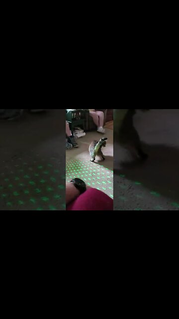 cat laser