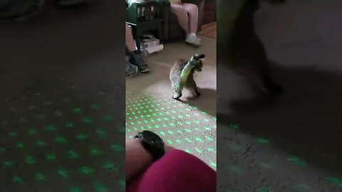 cat laser