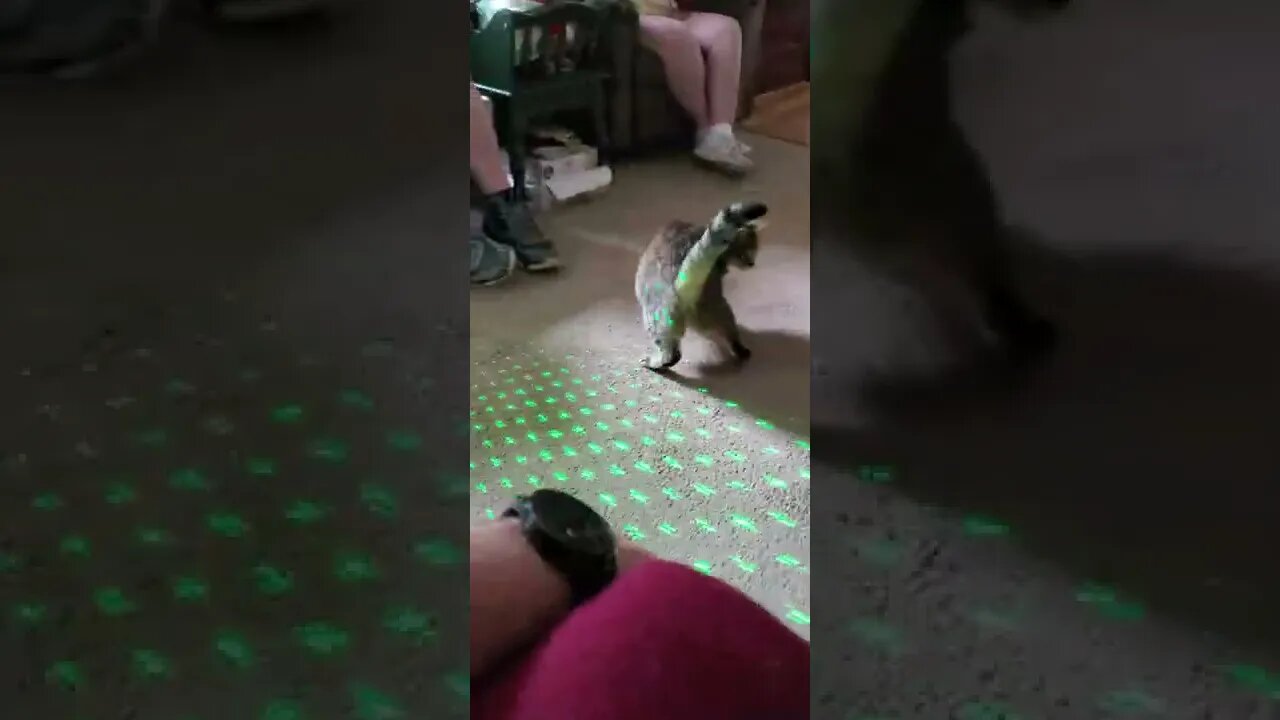 cat laser
