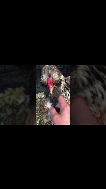 Newly hatched chicks