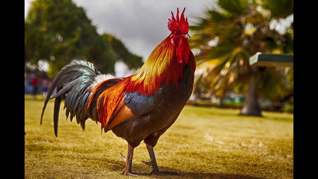 lovely rooster - alarm clock singer of every day