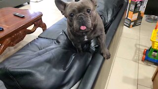 Bulldog barking very intimidating