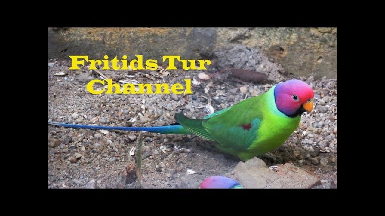 The Plum-Headed Parakeet Voice