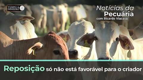 Reposição só não está favorável para o criador. Confinamento ainda é uma dúvida, diz Ricardo Viacava