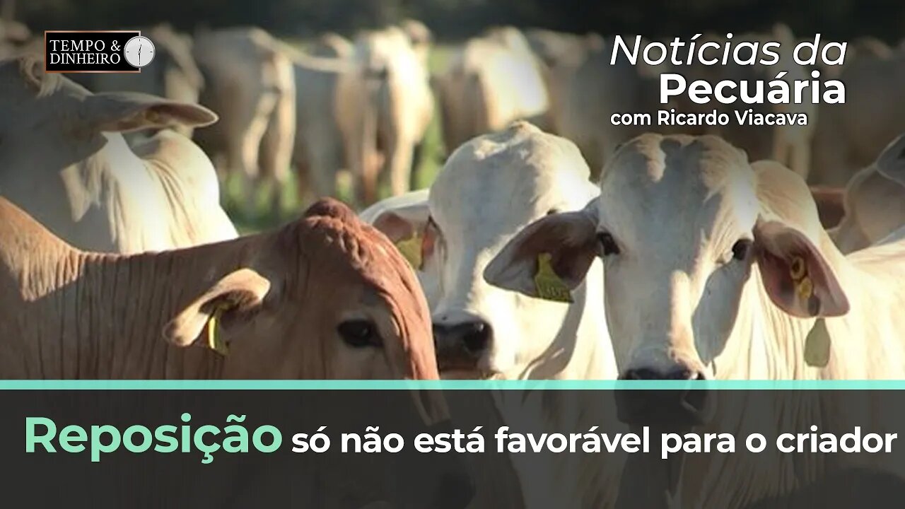 Reposição só não está favorável para o criador. Confinamento ainda é uma dúvida, diz Ricardo Viacava