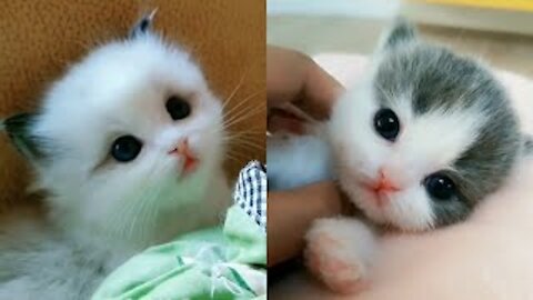 Baby Cats Cute And Funny Cat Viral Videos 😻❤