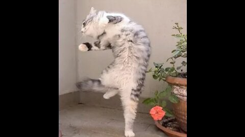 Funniest Cats Dancing to | Music