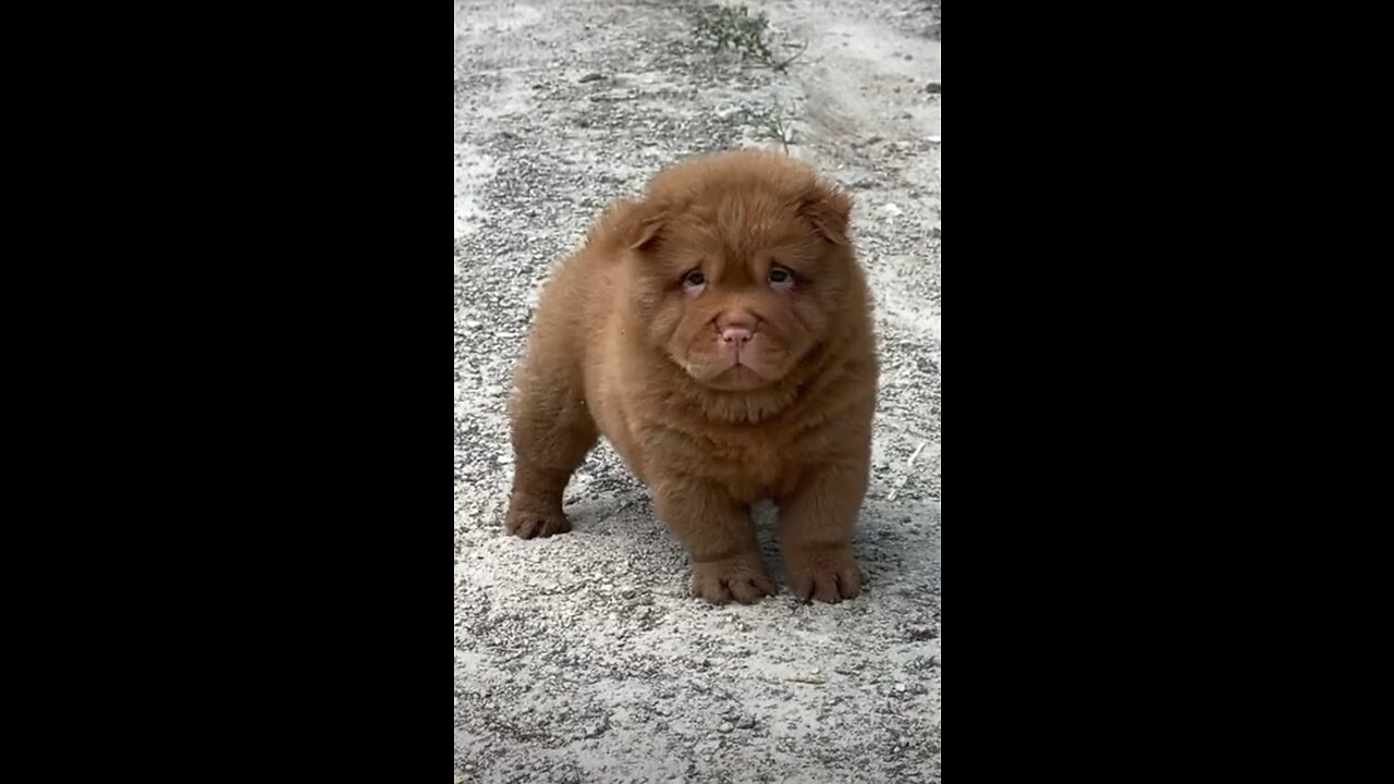 Cute doggy barking #puppy #pet