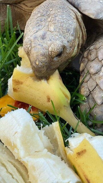 Sulcata Tortoise eating fruits