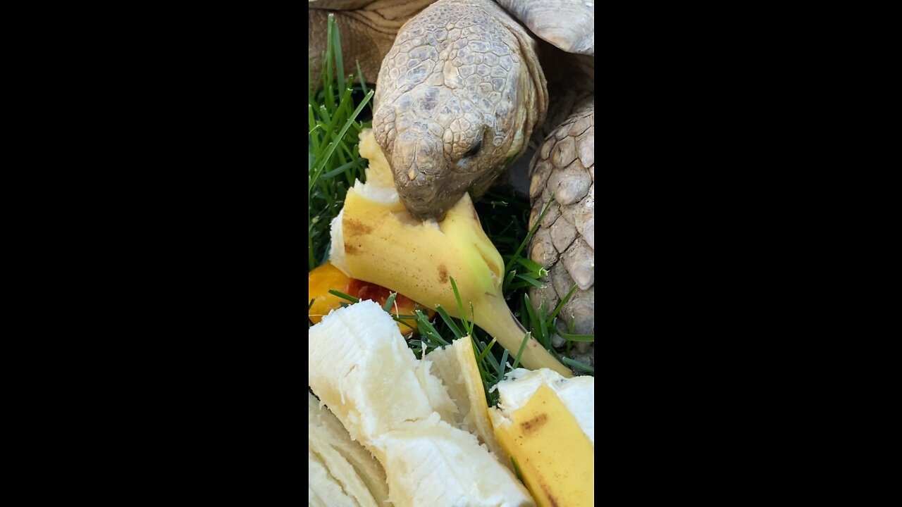 Sulcata Tortoise eating fruits