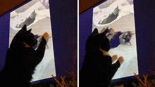 Cat Has Heartbreaking Reaction To Image Of Deceased Sibling