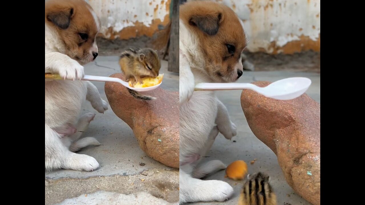 dog feeding squirrel