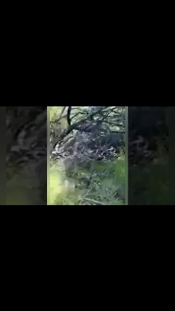 Cliff rescue, man and dog over the side, Hwy 39, MM 24, Angeles Forest.