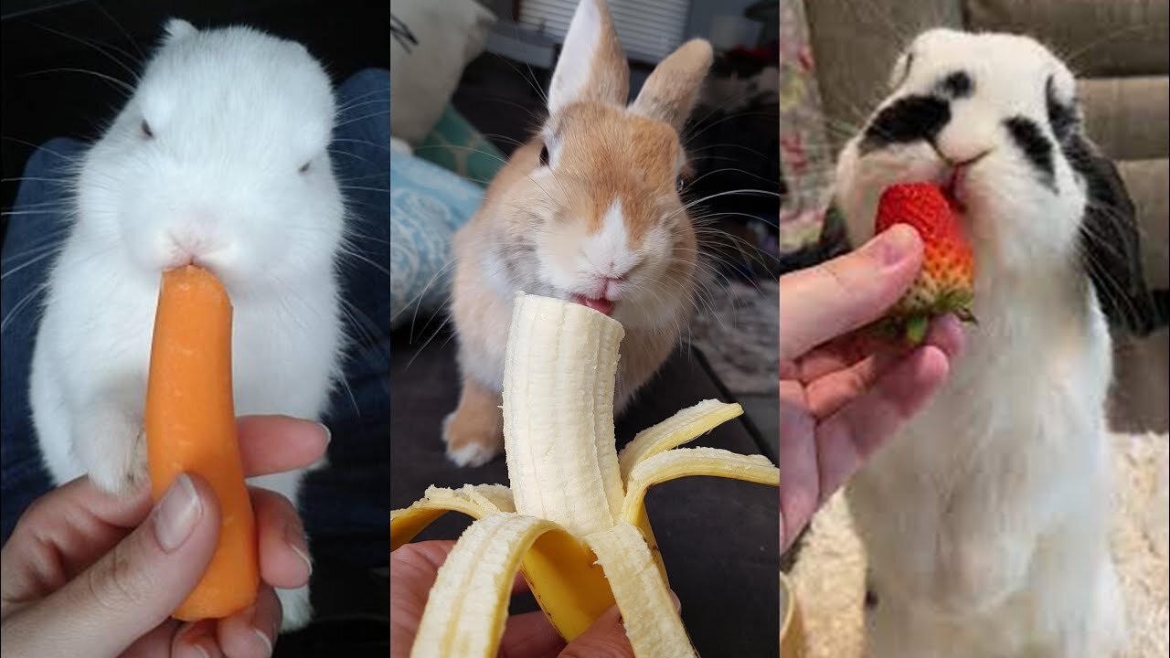 Cute Rabbit Eating Carrot | Rabbit Eating Strawberries and Cherries | Rabbit Eating Banana