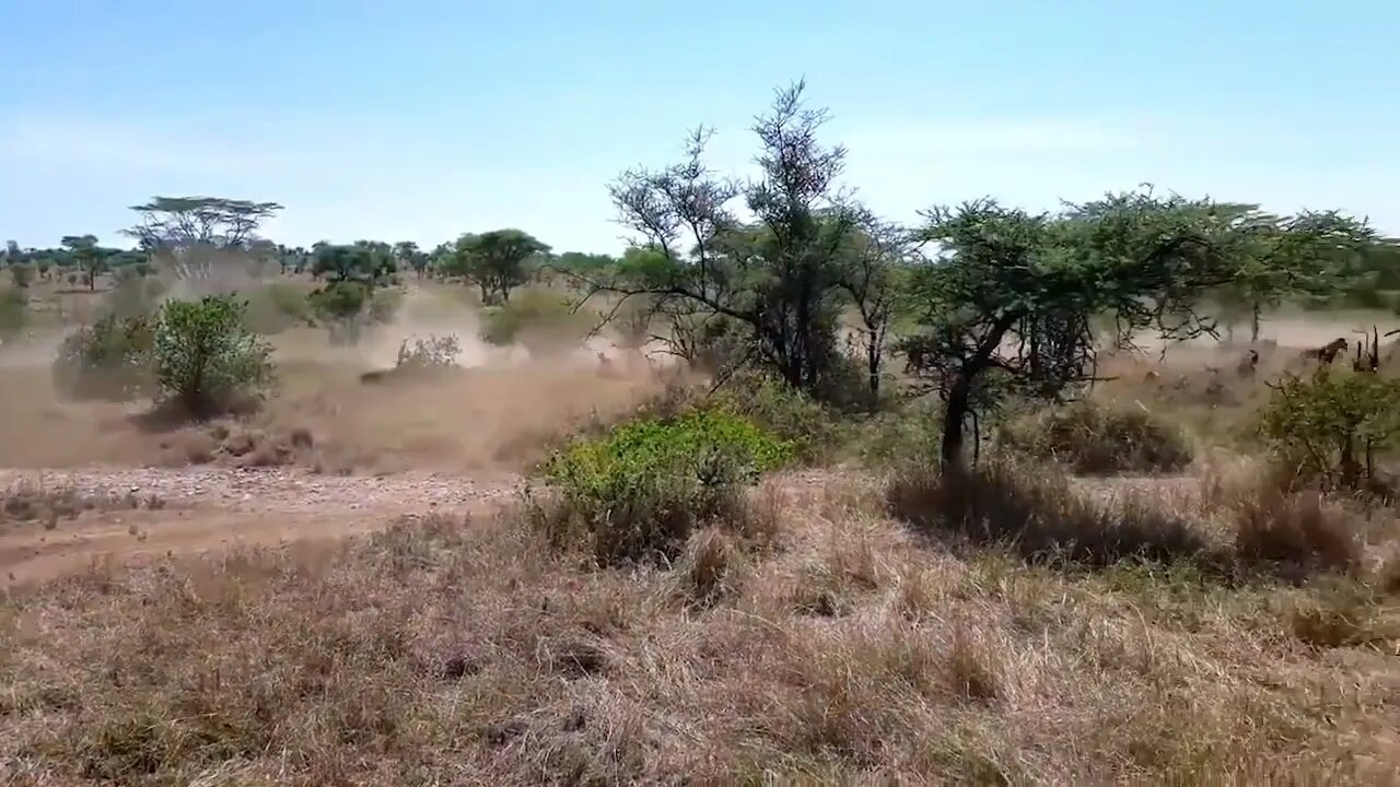 HUNTER BECOMES THE HUNTED | Mother Zebra Save Her Newborn From Lion , Giraffe vs Lion-10